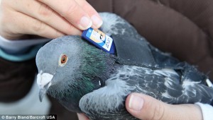 Postal-Pigeon